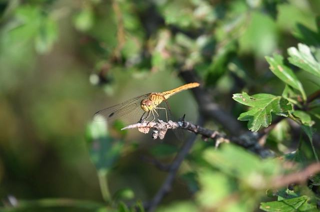 Sympetrum meridionale - fakó katona-szitakötő