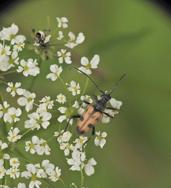 Pachytodes cerambyciformis - változékony virágcincér