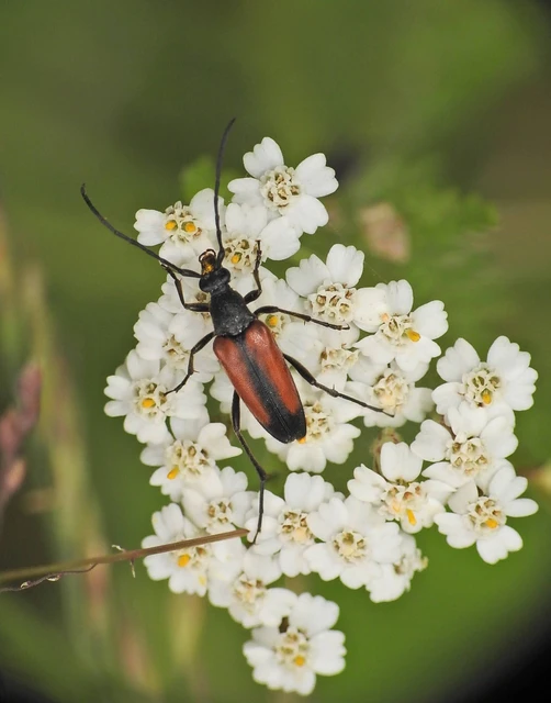 Stenurella melanura - feketevégű karcsúcincér