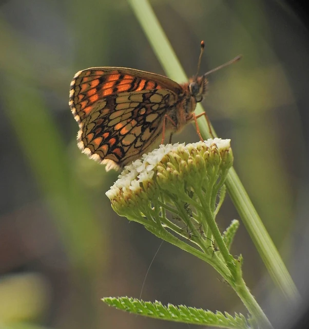 Melitaea athalia - közönséges tarkalepke
