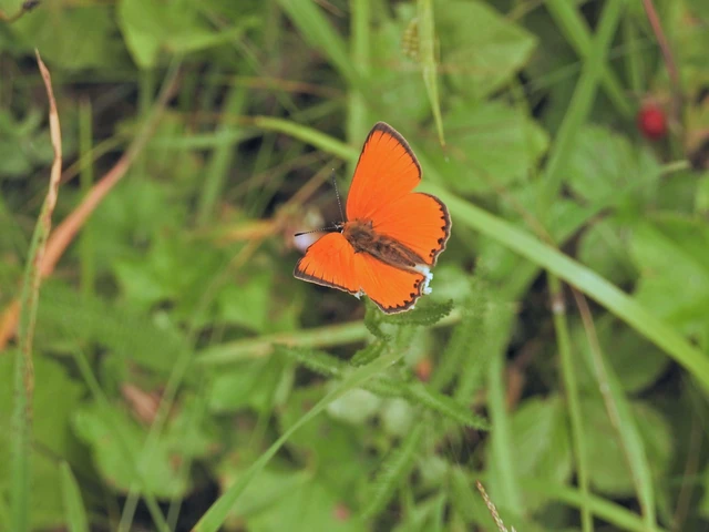 Lycaena virgaureae - arany-tűzlepke