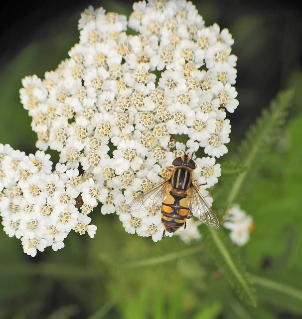 Helophilus