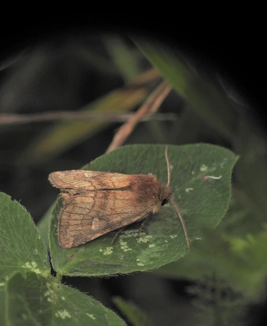 Eriopygodes imbecilla - butabagoly