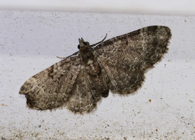 Pasiphila chloerata - hamvas törpearaszoló