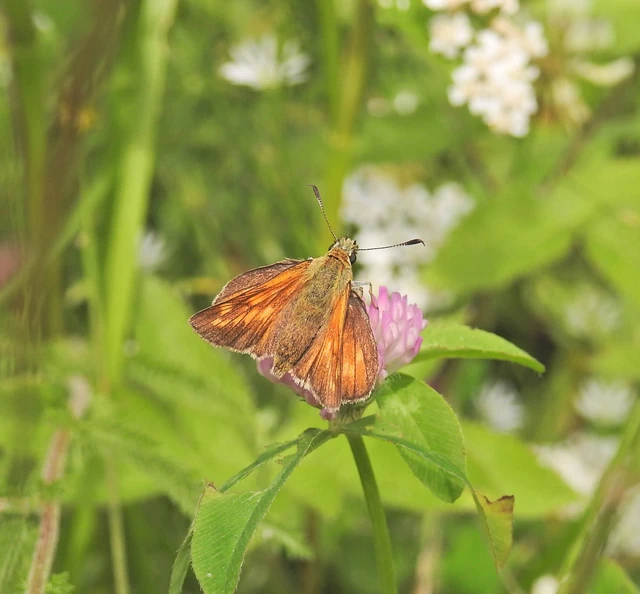 Ochlodes sylvanus - erdei busalepke