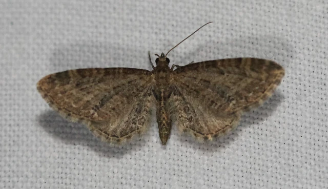 Eupithecia vulgata - közönséges törpearaszoló