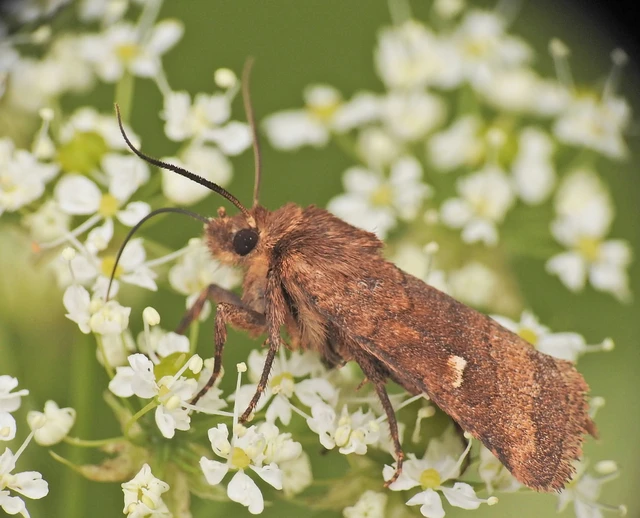 Eriopygodes imbecilla - butabagoly