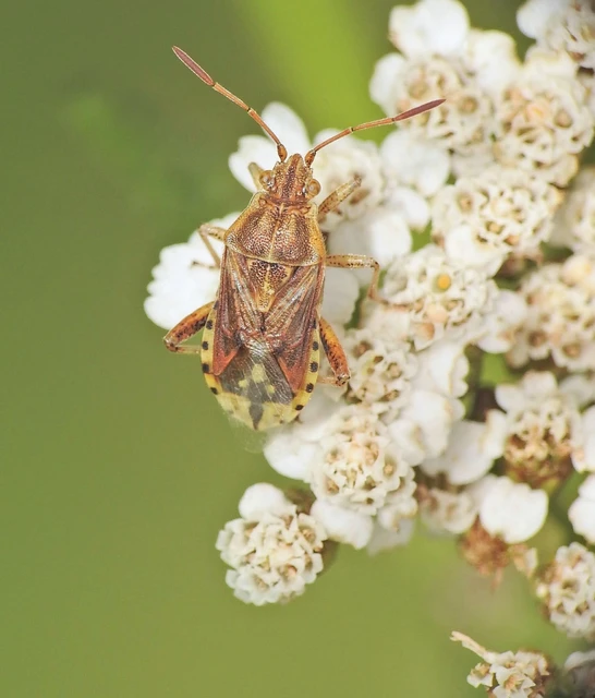 Rhopalidae - üvegpoloskák