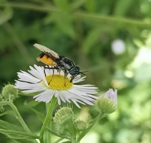 Stratiomyidae - katonalégyfélék