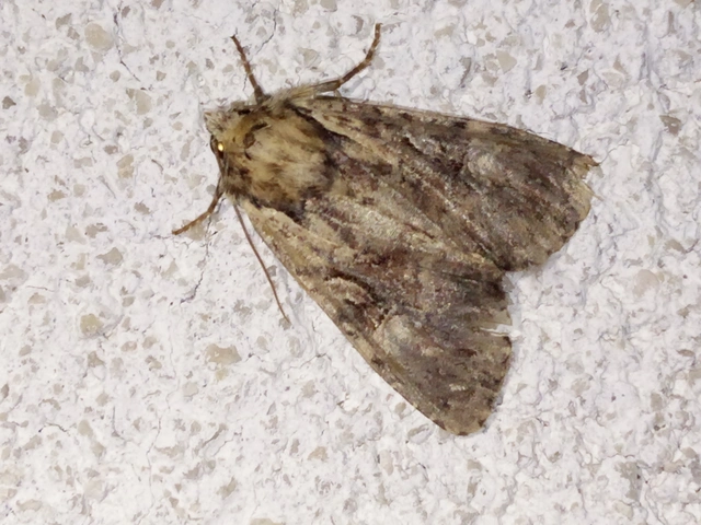Apamea epomidion - vörösbarna dudvabagoly