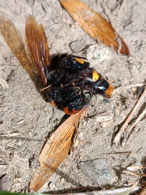 Megascolia maculata - óriás-tőrösdarázs