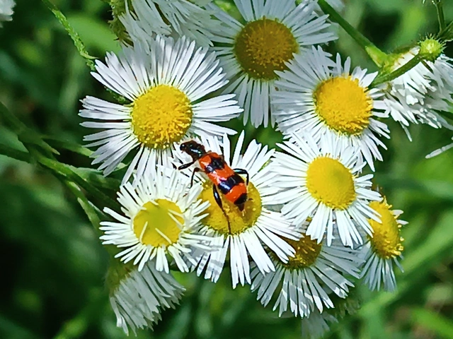 Trichodes apiarius - szalagos méhészbogár