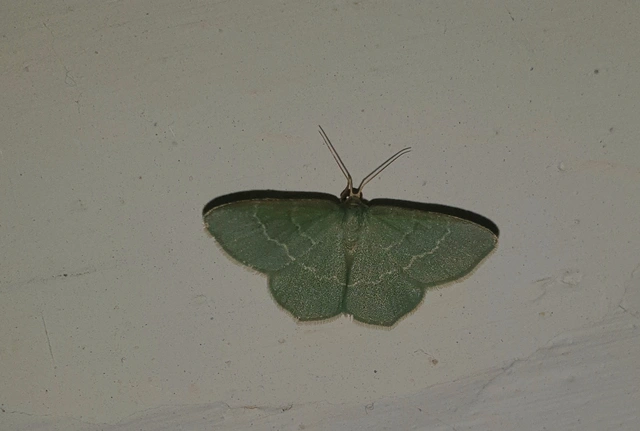 Chlorissa viridata/cloraria