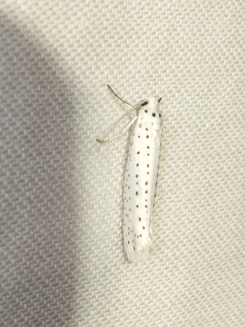 Yponomeuta evonymella - pókhálós májusfamoly