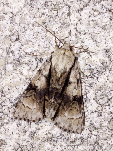 Acronicta alni - éger-szigonyosbagoly