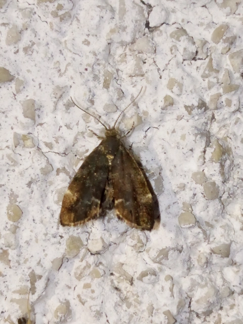Anthophila fabriciana - lápréti levélmoly