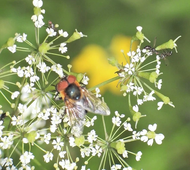 Phasiinae