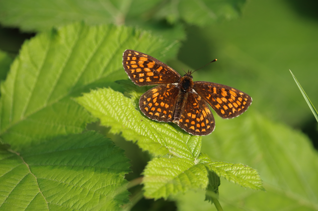 Melitaea athalia/aurelia/britomartis