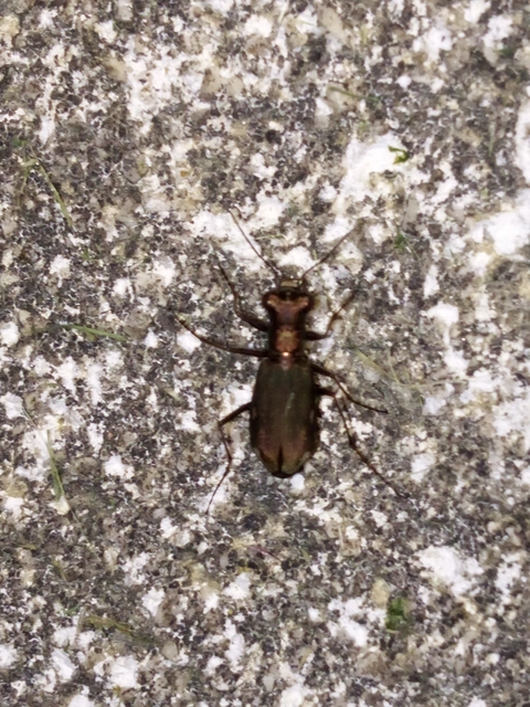 Cylindera germanica - parlagi homokfutrinka