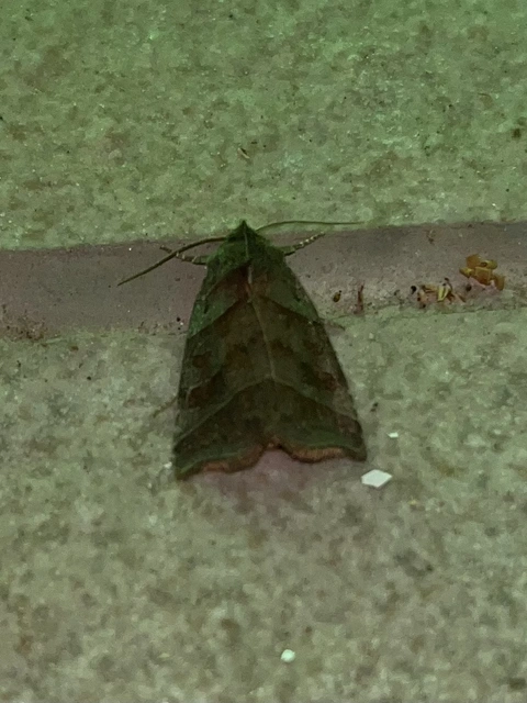 Ipimorpha retusa - sarlós fűzbagoly