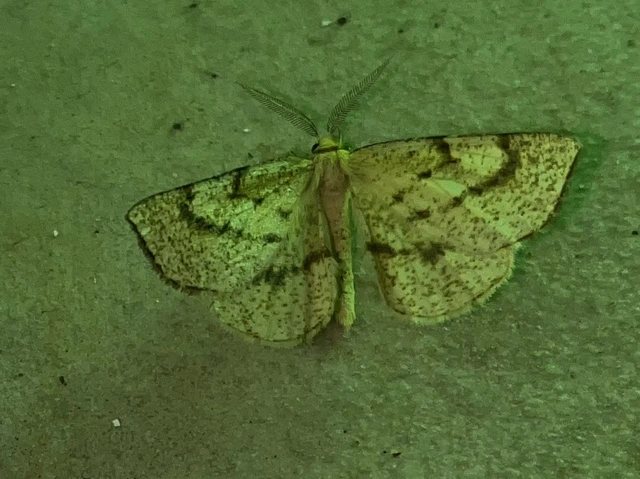 Hypoxystis pluviaria - hegyesszárnyú lápiaraszoló