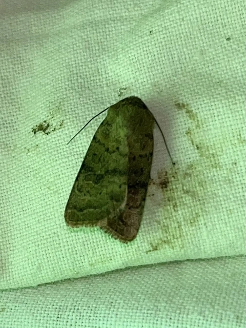 Hoplodrina octogenaria - barna selymesbagoly