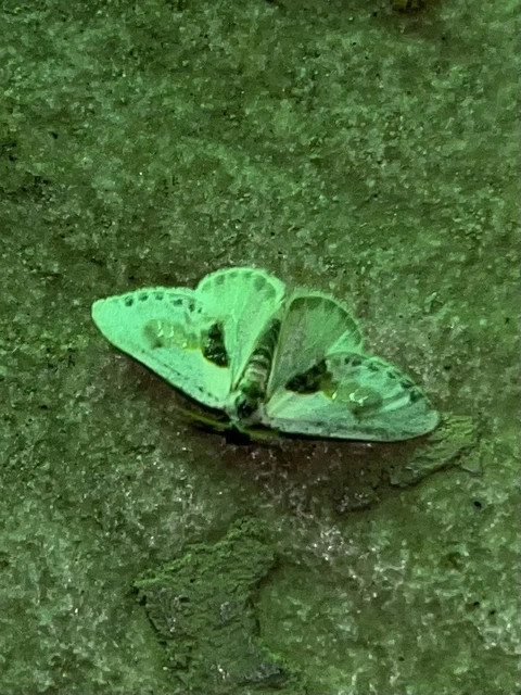 Cilix glaucata - törpe sarlósszövő