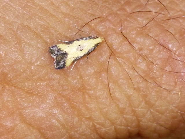 Brachmia dimidiella - citromkocsord-lápimoly
