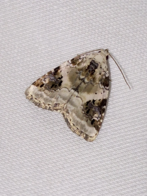Pseudeustrotia candidula - fehéres apróbagoly