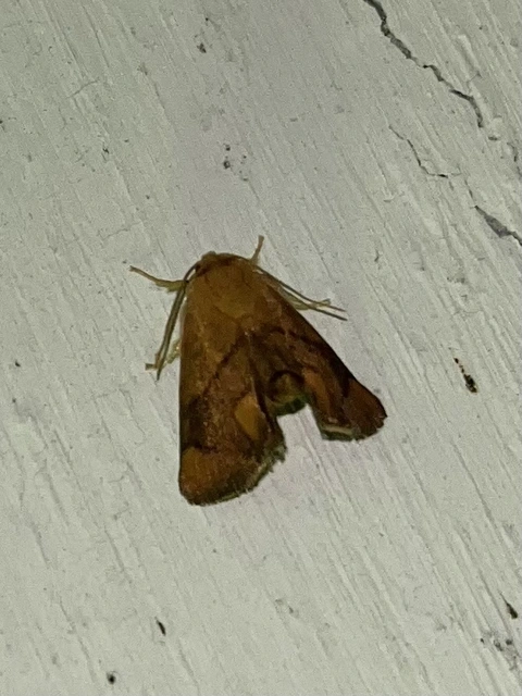 Apoda limacodes - kagylólepke