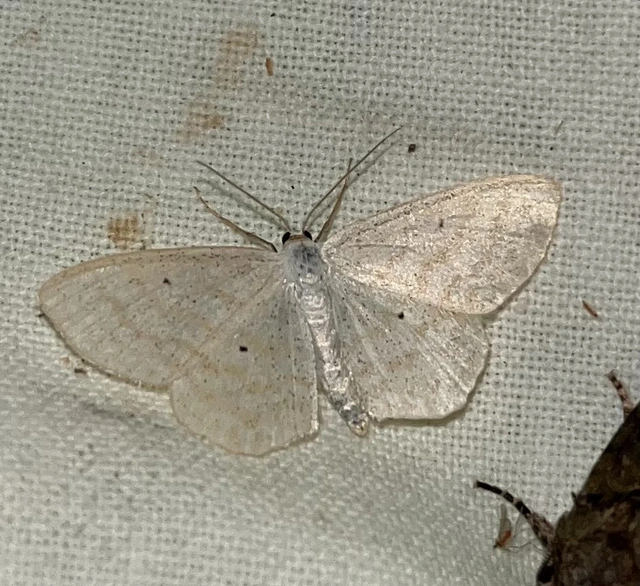 Scopula immutata - réti fehéraraszoló