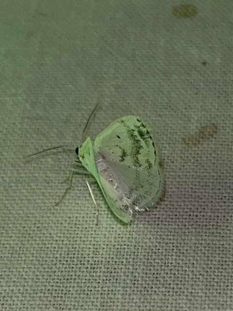 Lomographa temerata - foltos fehéraraszoló