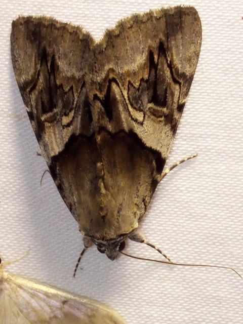 Catocala fulminea - galagonya-övesbagoly