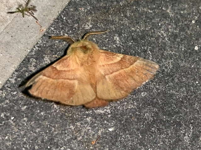 Malacosoma neustria - gyűrűsszövő