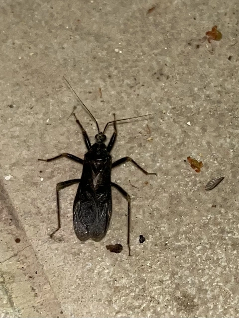 Reduvius personatus - szemetes zugpoloska