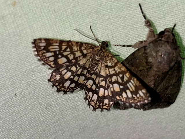 Chiasmia clathrata - rácsos rétiaraszoló