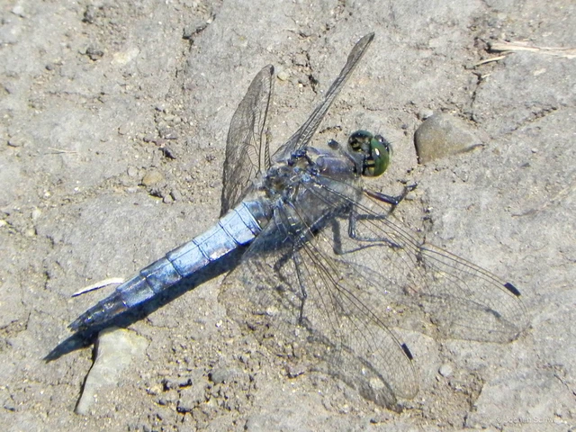 Orthetrum cancellatum - feketefarkú pásztorszitakötő