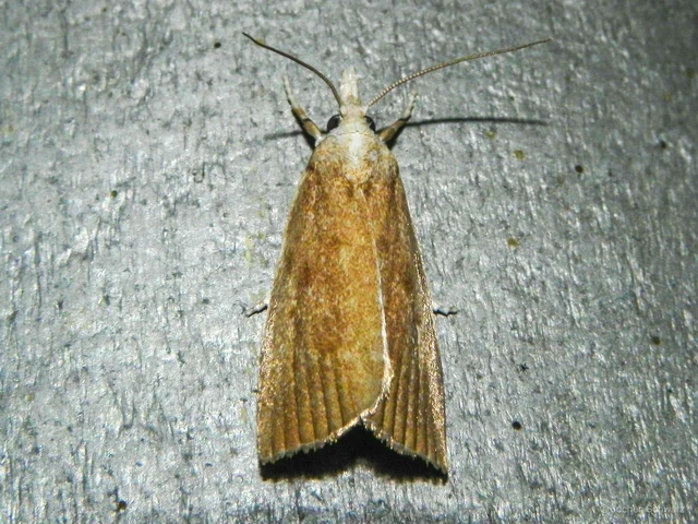 Calamotropha paludella - barna nádlevélmoly