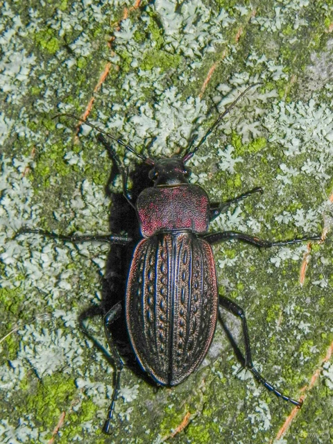Carabus cancellatus - ragyás futrinka