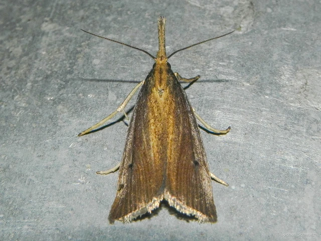 Chilo phragmitella - csíkos nádfúrómoly