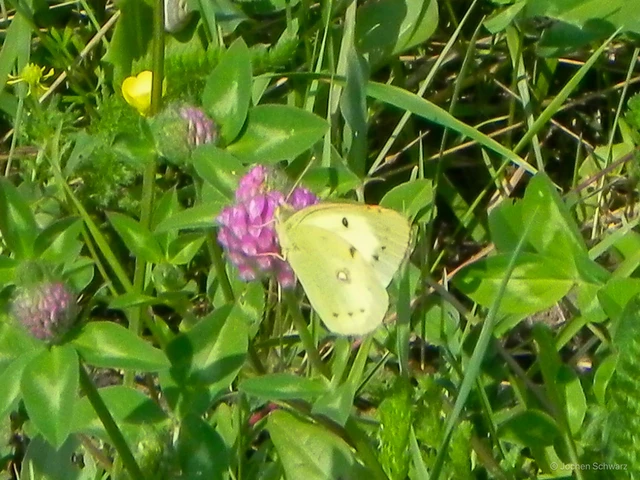 Colias erate - csángó-kéneslepke