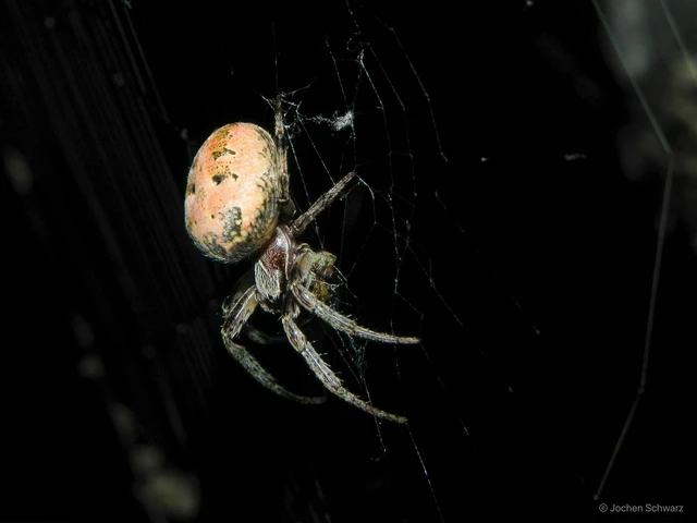 Larinioides cornutus - nádi keresztespók