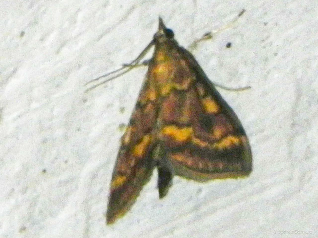 Ostrinia nubilalis - kukoricamoly