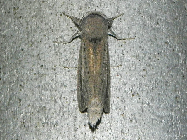Phragmataecia castaneae - nádfúrólepke
