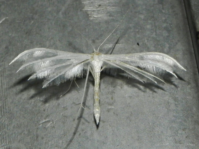 Pterophorus pentadactyla - fehér tollasmoly