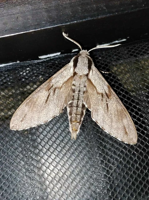 Hyloicus pinastri - fenyőszender