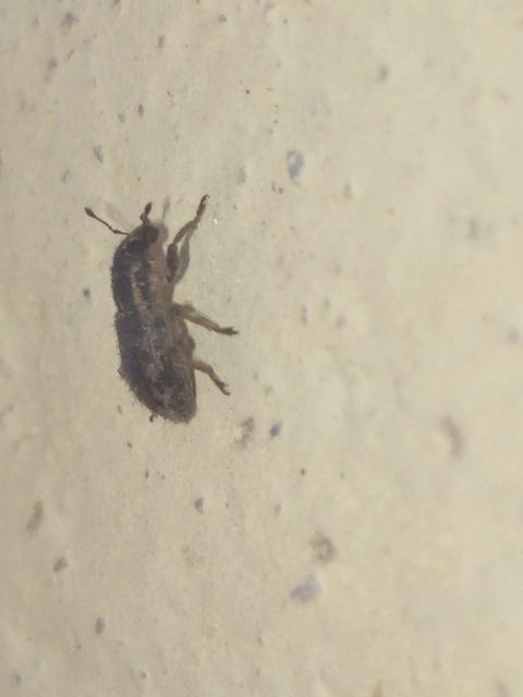 Sitona hispidulus - szőrös csipkézőbogár