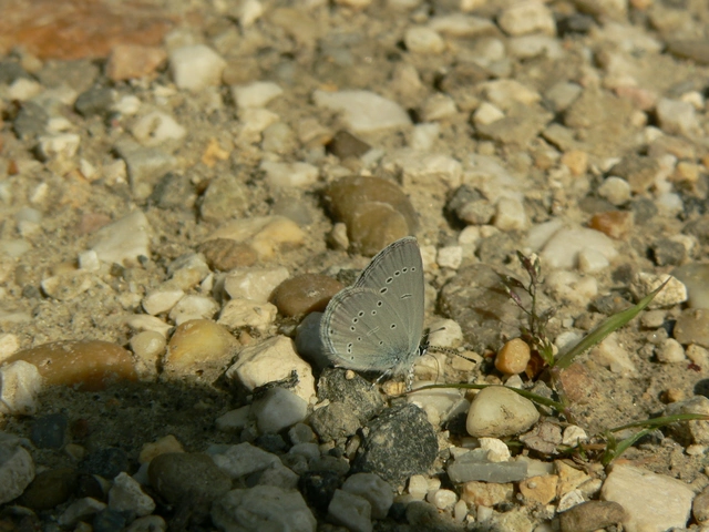 Cupido minimus - törpeboglárka Cupido minimus - törpeboglárka