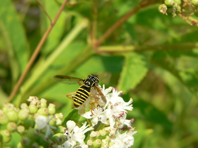 Spilomyia