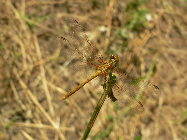 Sympetrum meridionale - fakó katona-szitakötő